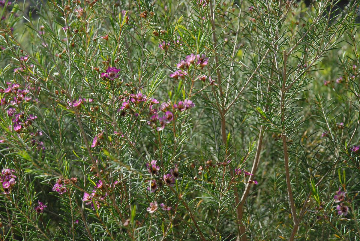 Myrtaceae Chamelaucium 
