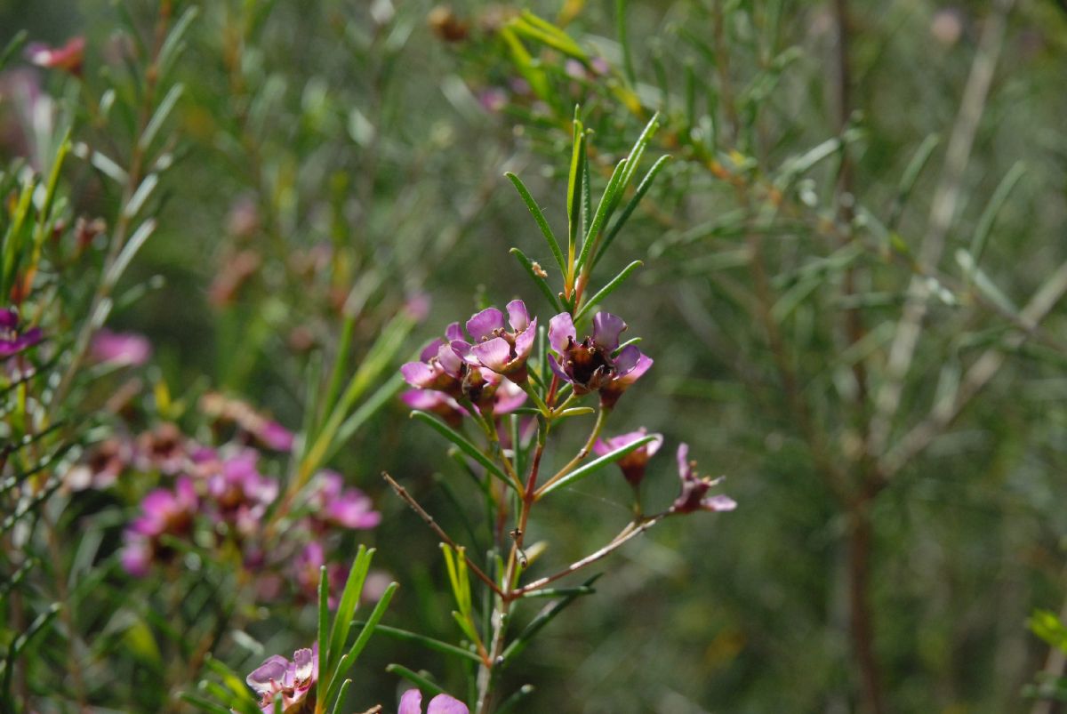 Myrtaceae Chamelaucium 