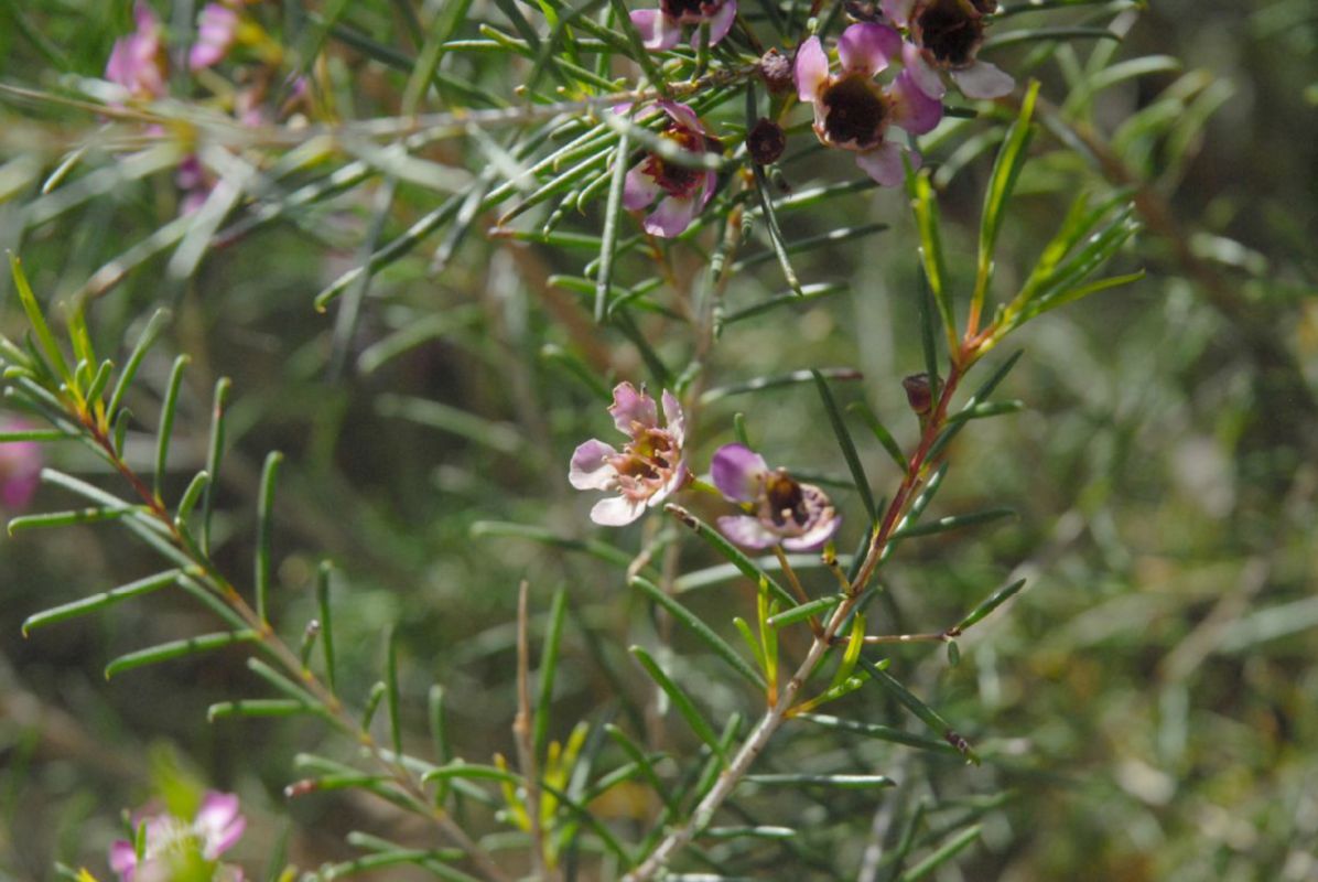 Myrtaceae Chamelaucium 