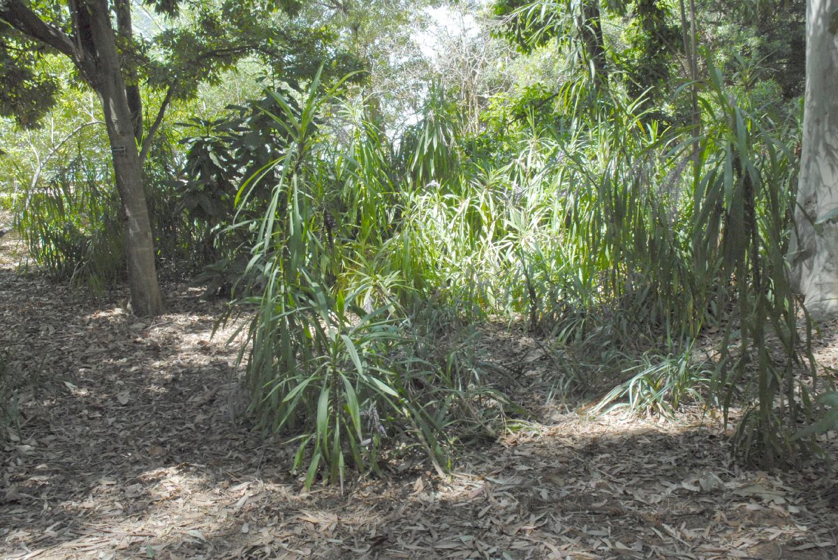 Asparagaceae Cordyline stricta