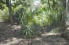 image of Cordyline stricta