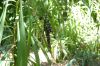image of Cordyline stricta