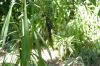 image of Cordyline stricta