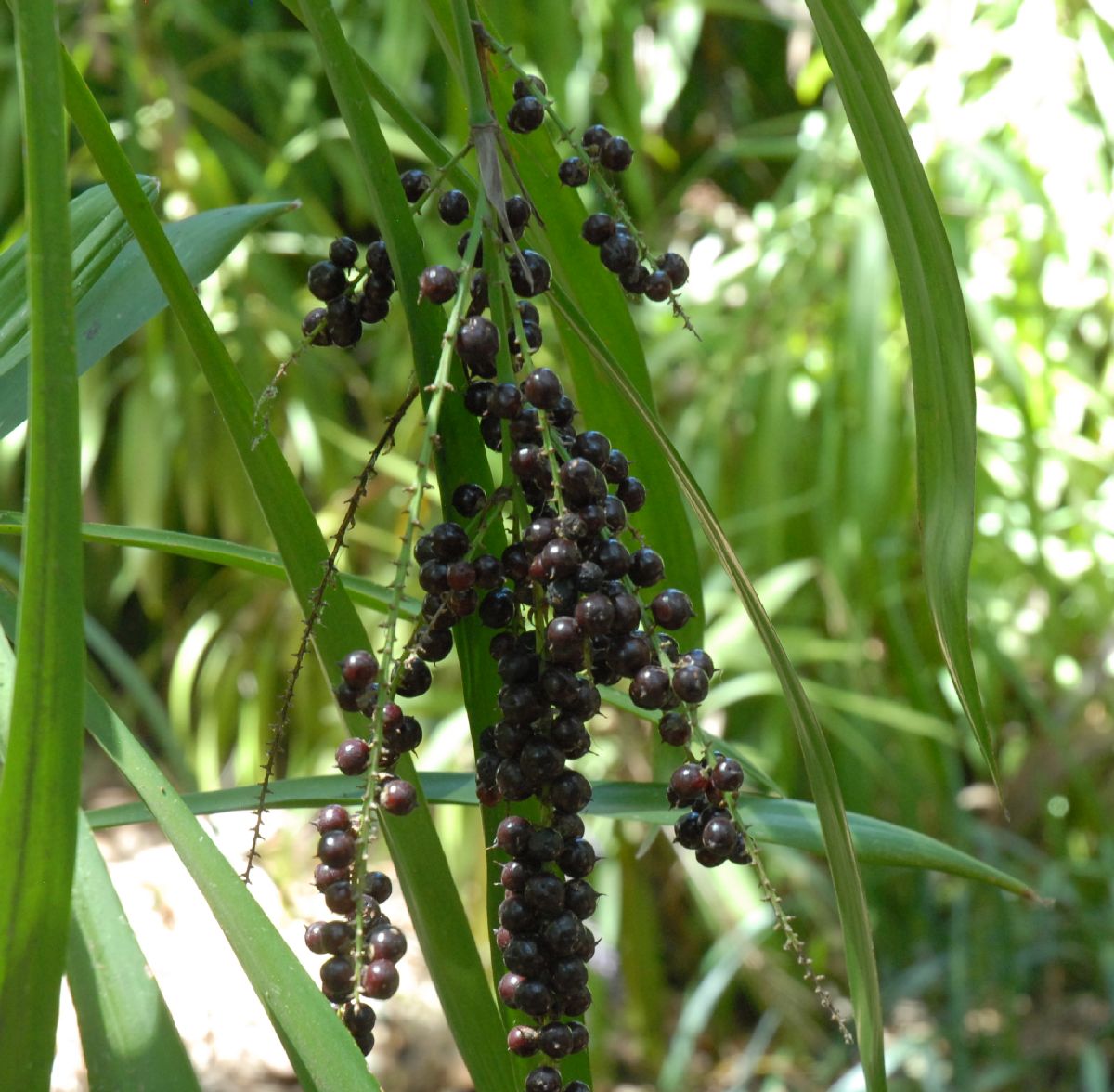 Asparagaceae Cordyline stricta