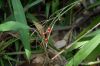 image of Cordyline stricta