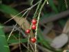 image of Cordyline stricta
