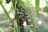 image of Cordyline stricta