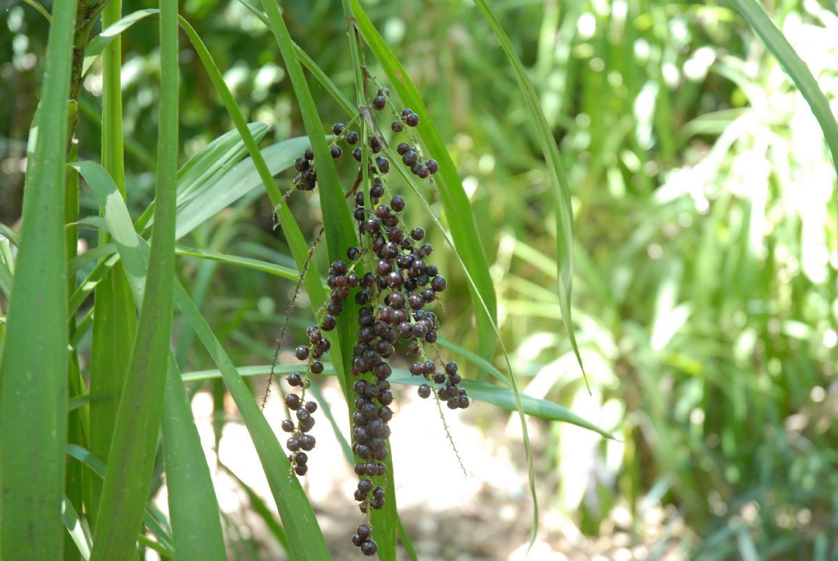 Asparagaceae Cordyline stricta