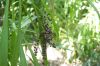 image of Cordyline stricta