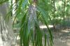 image of Cordyline stricta