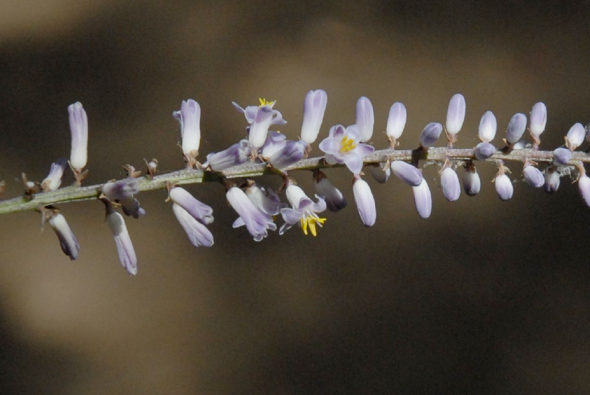 Asparagaceae Cordyline stricta