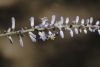 image of Cordyline stricta