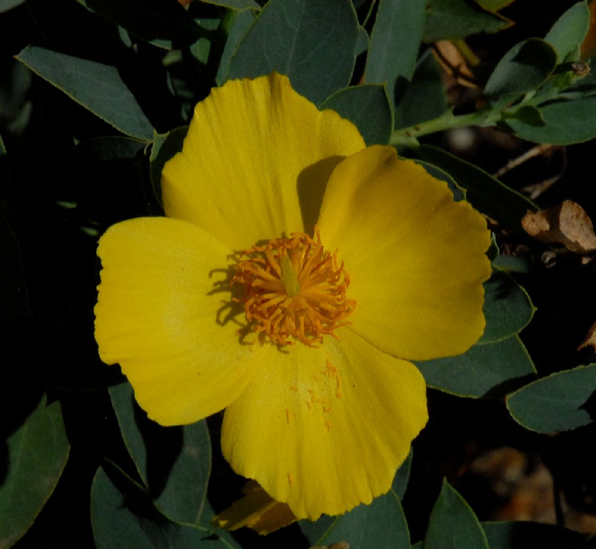 Papaveraceae Dendromecon rigida