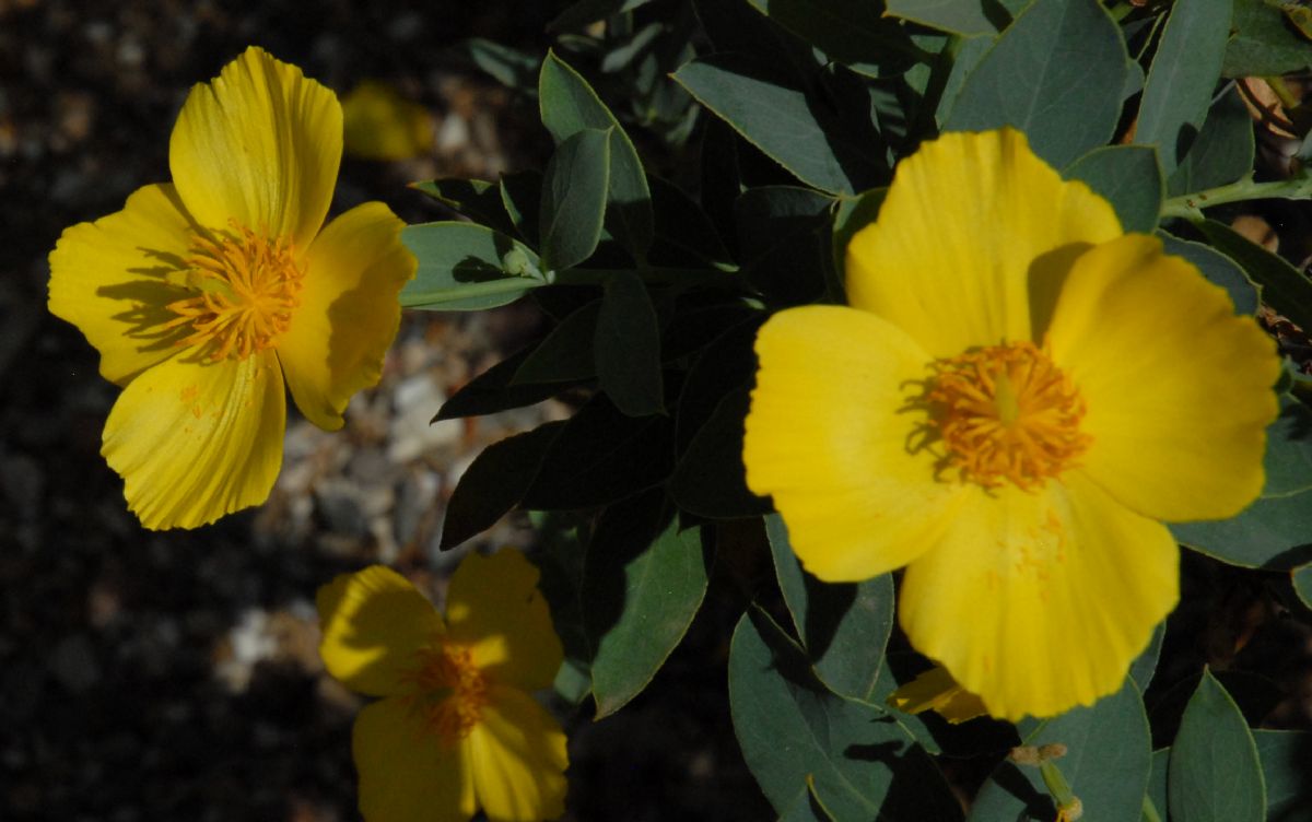 Papaveraceae Dendromecon rigida