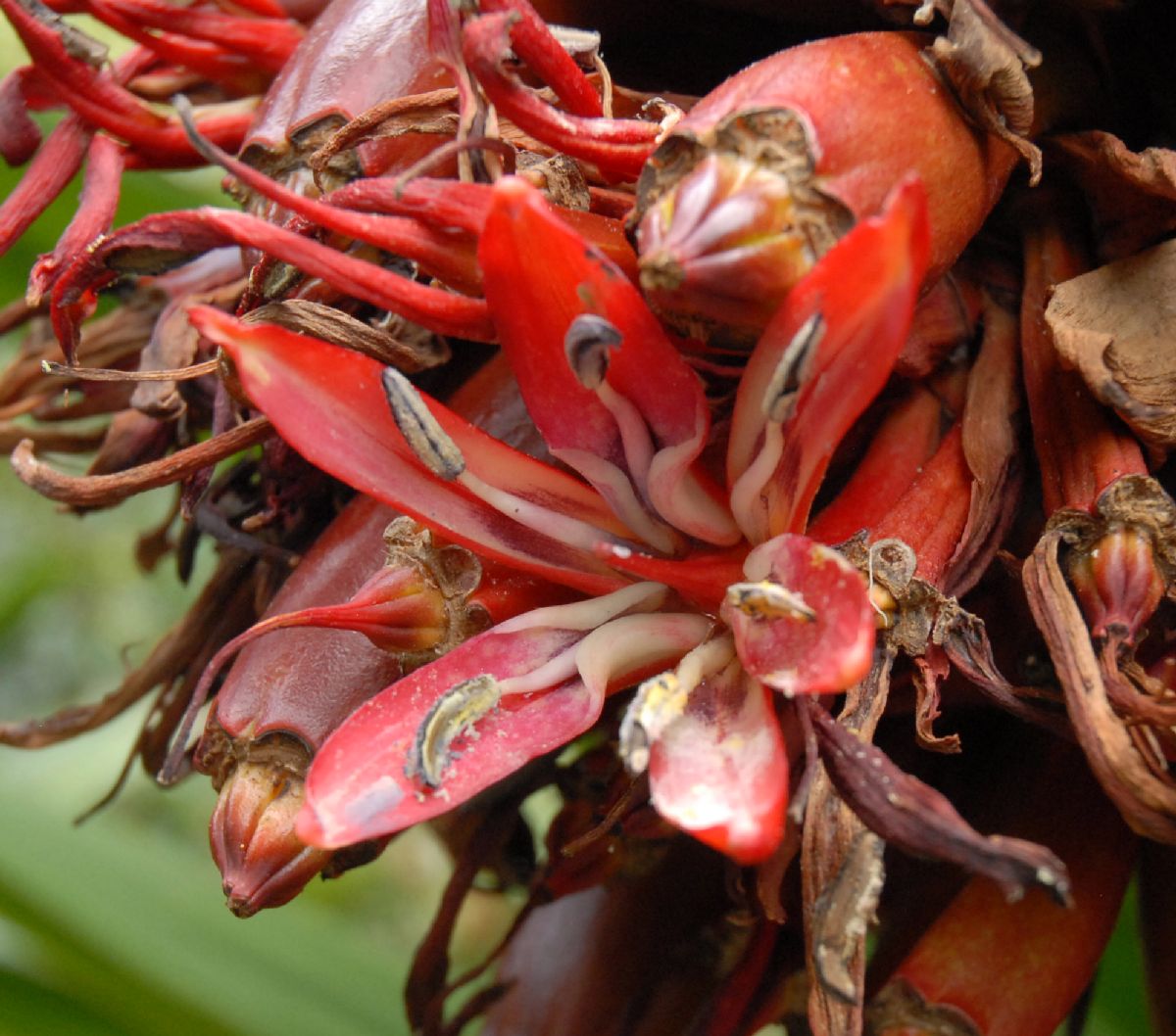 Doryanthaceae Doryanthes palmeri