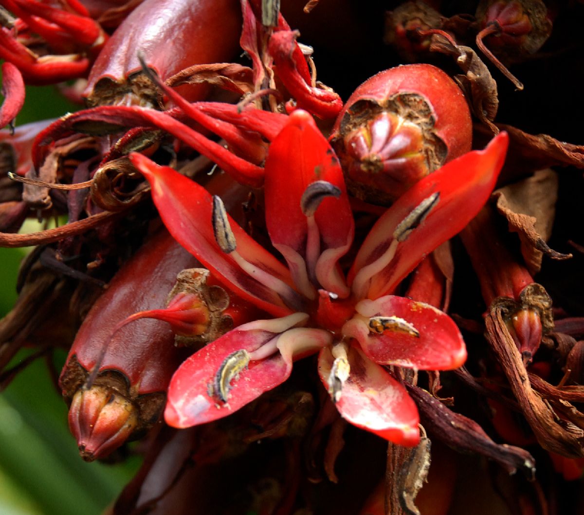 Doryanthaceae Doryanthes palmeri
