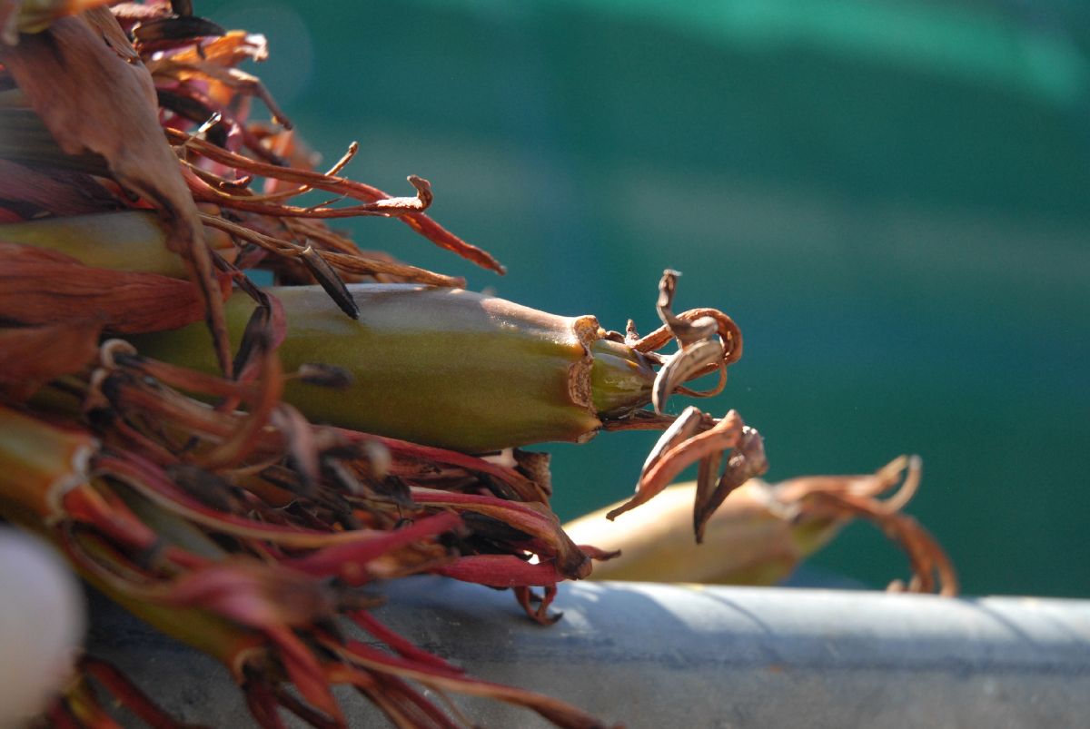 Doryanthaceae Doryanthes palmeri