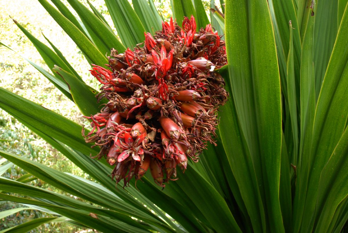 Doryanthaceae Doryanthes palmeri