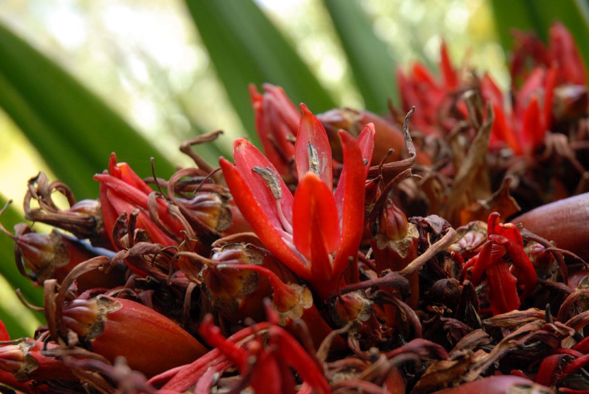 Doryanthaceae Doryanthes palmeri