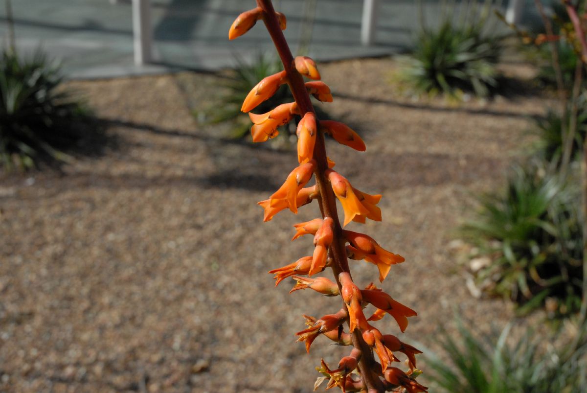 Bromeliaceae Dyckia brevifolia