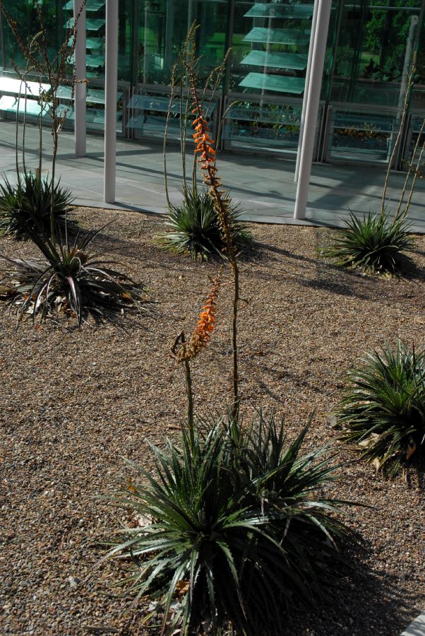 Bromeliaceae Dyckia brevifolia