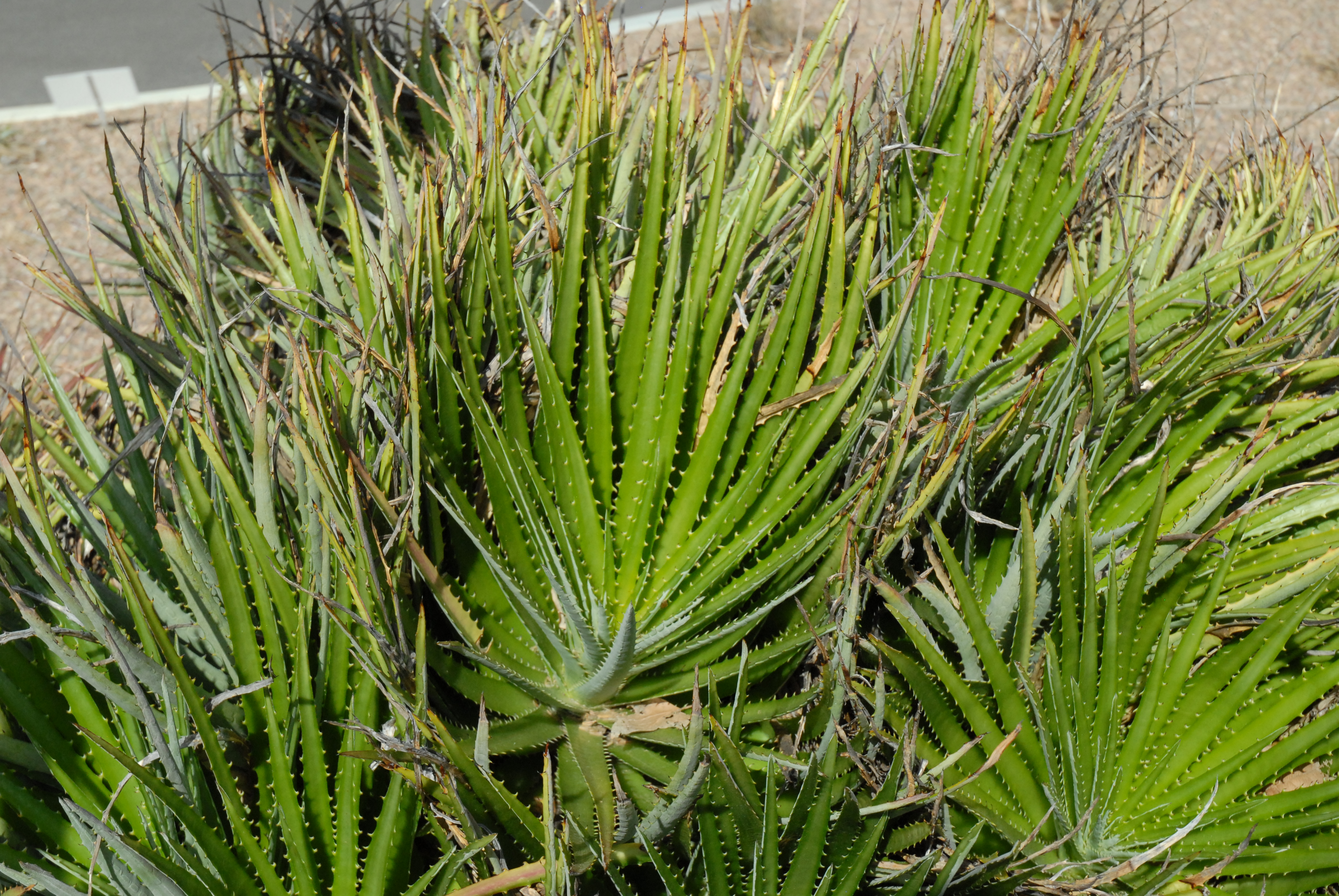 Bromeliaceae Dyckia frigida