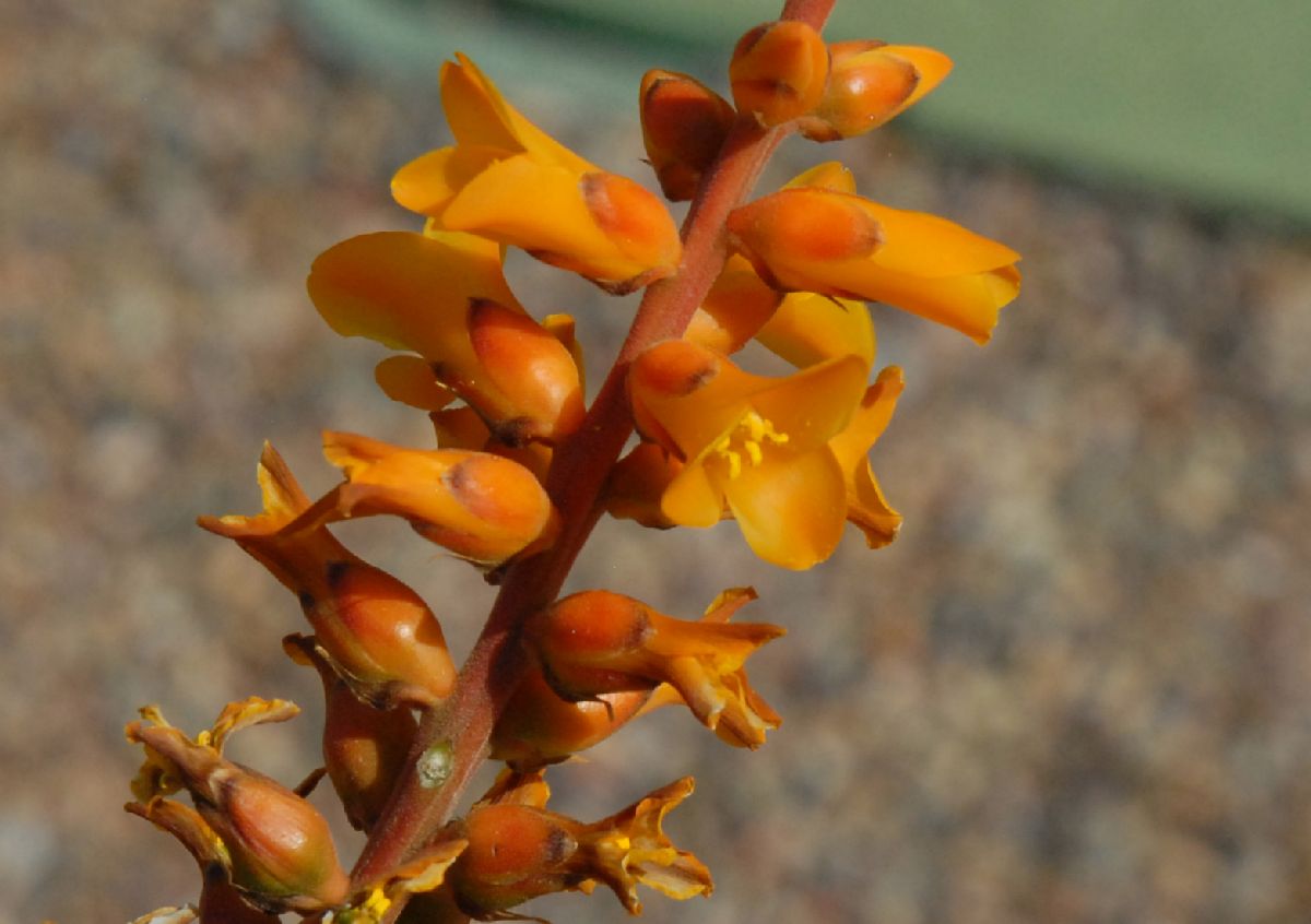 Bromeliaceae Dyckia frigida