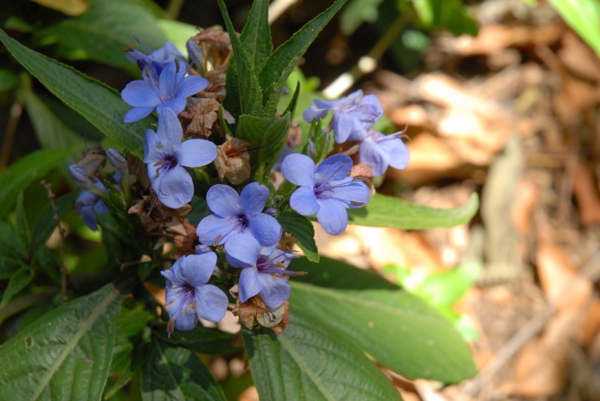 Acanthaceae Eranthemum nervosum