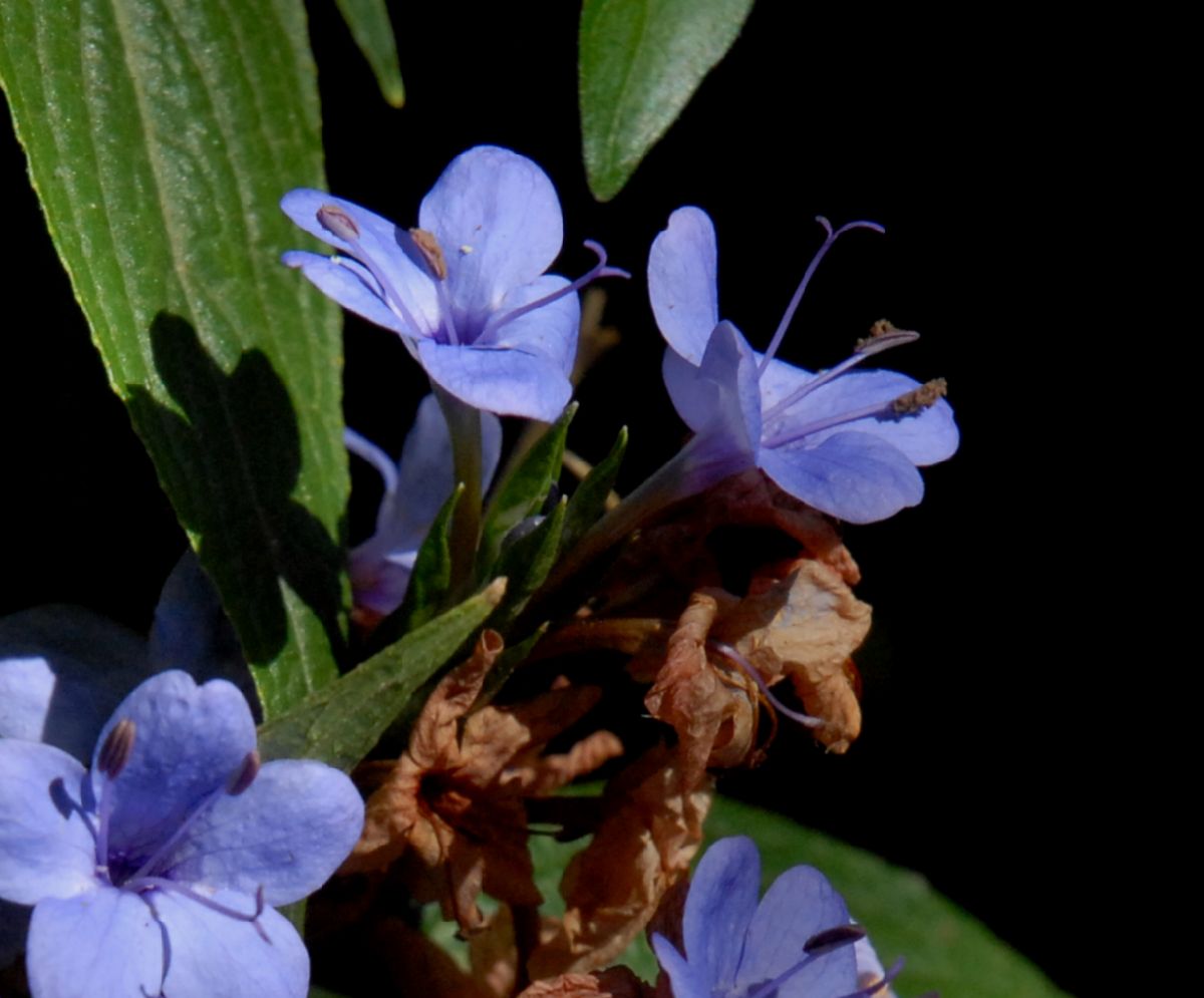 Acanthaceae Eranthemum nervosum