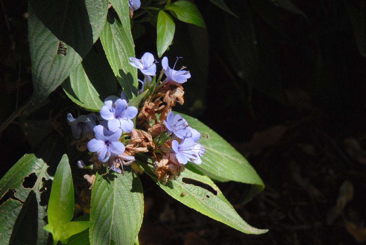 Acanthaceae Eranthemum nervosum