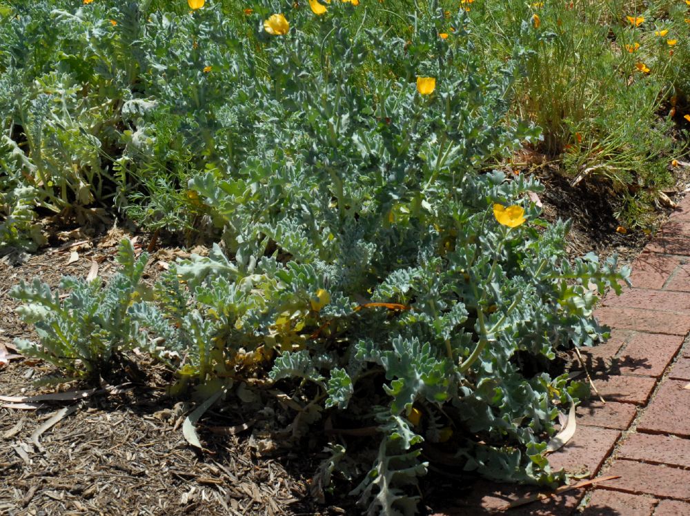 Papaveraceae Glaucium flavum