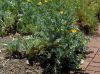 image of Glaucium flavum