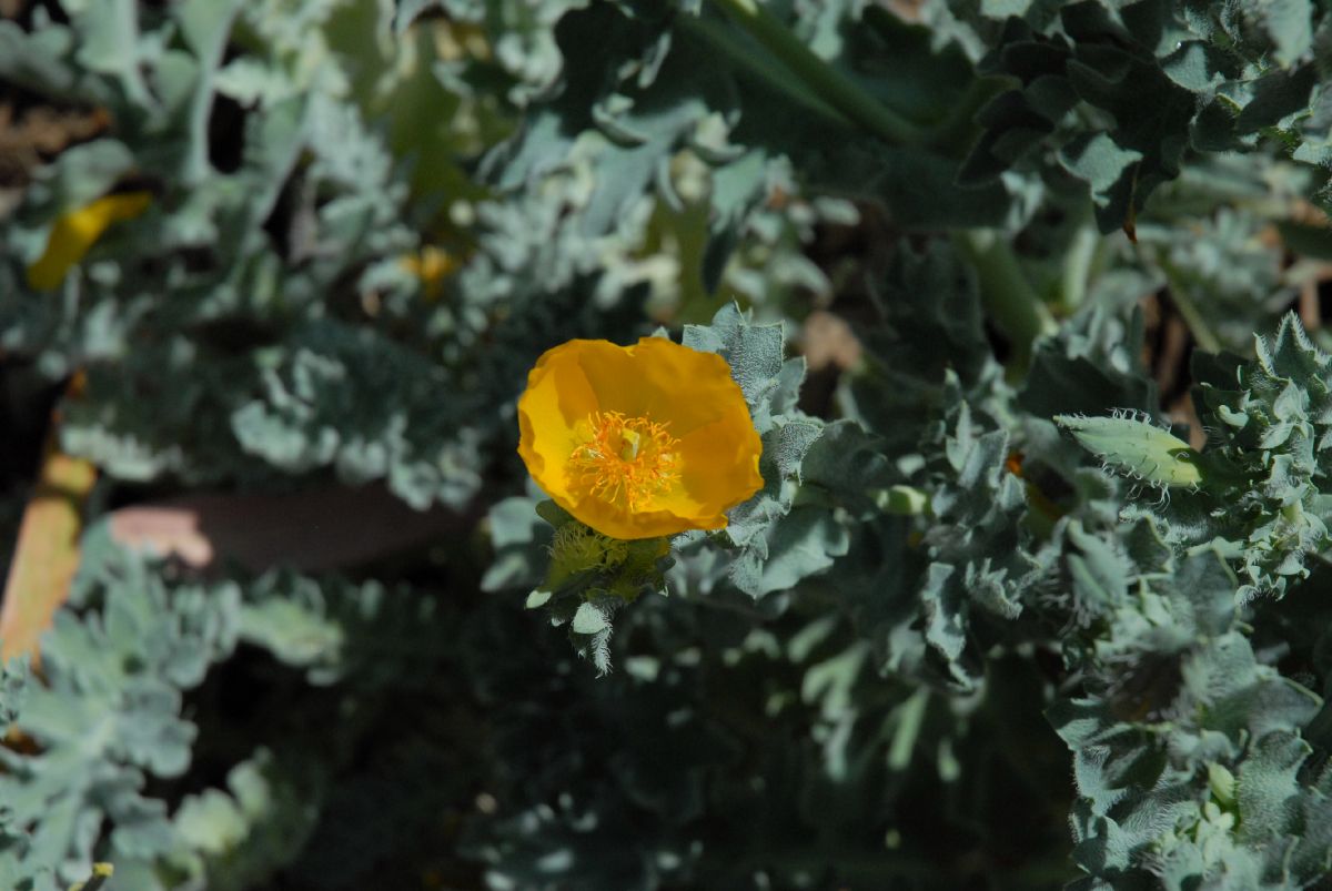 Papaveraceae Glaucium flavum