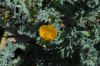 image of Glaucium flavum