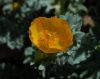 image of Glaucium flavum