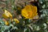 image of Glaucium flavum