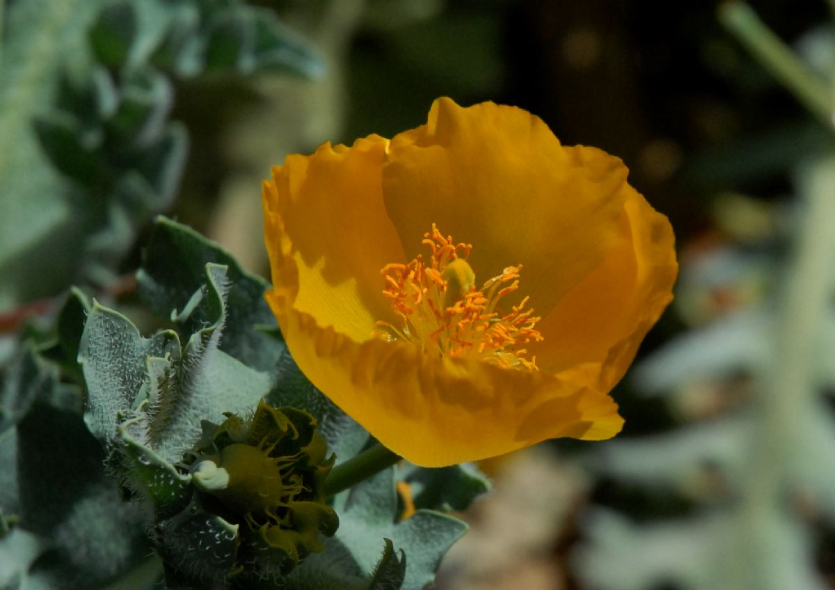 Papaveraceae Glaucium flavum