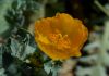 image of Glaucium flavum