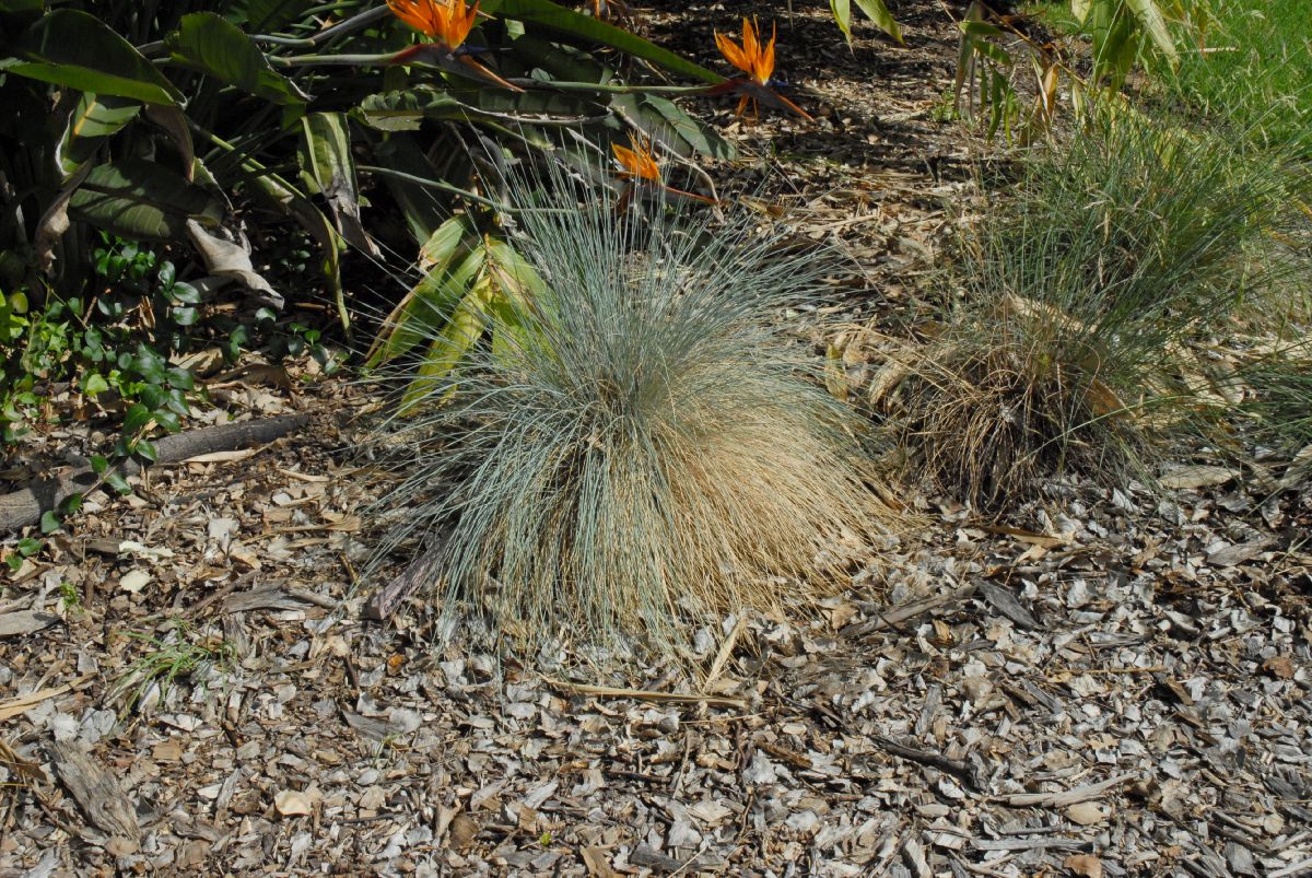 Poaceae Helictotrichon sempervirens
