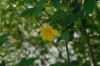 image of Hibiscus hamabo