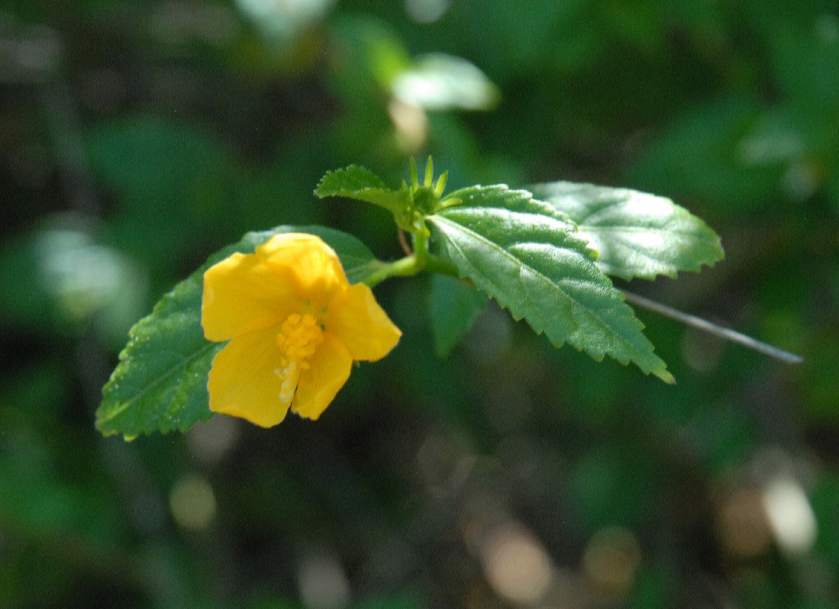 Malvaceae Hibiscus hamabo
