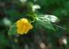 image of Hibiscus hamabo