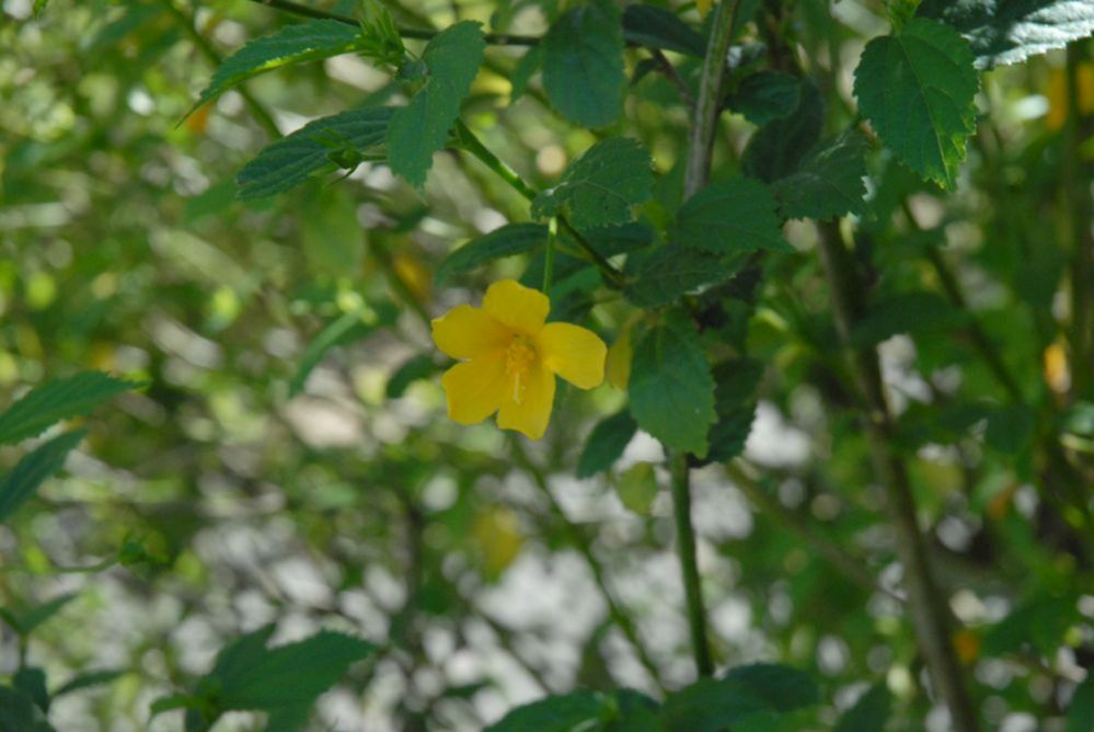 Malvaceae Hibiscus hamabo