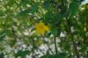 image of Hibiscus hamabo
