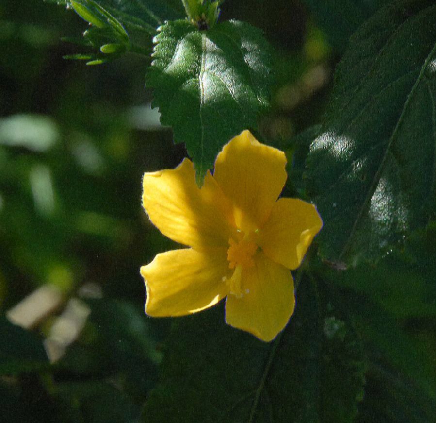 Malvaceae Hibiscus hamabo