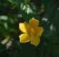 image of Hibiscus hamabo