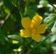 image of Hibiscus hamabo