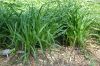 image of Kniphofia tysonii