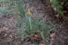 image of Kniphofia uvaria