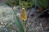 image of Kniphofia uvaria